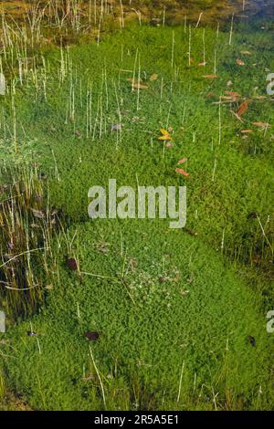 stonewort (Characeae), population of stonewort in a pond, Germany Stock Photo