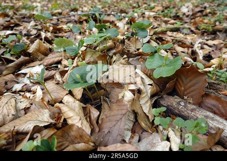 common beech (Fagus sylvatica), seedlings in a forest, Germany, Lower Saxony, Uelzen Stock Photo