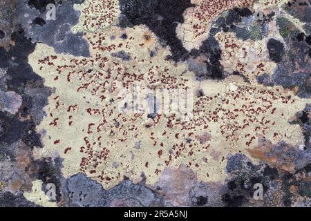crustose lichen (Ophioparma ventosa oder Ophioparma lapponica), on a rock, Norway, Varanger Peninsula Stock Photo