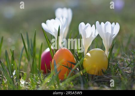 Dutch crocus, spring crocus (Crocus vernus, Crocus neapolitanus), Easter eggs beside violet crocus Stock Photo
