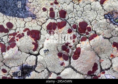 crustose lichen (Ophioparma ventosa oder Ophioparma lapponica), on a rock, Norway, Varanger Peninsula Stock Photo