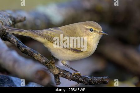 Close shot of Common chiffchaff (Phylloscopus collybita) posing on small dry twig in autumn time with black background Stock Photo
