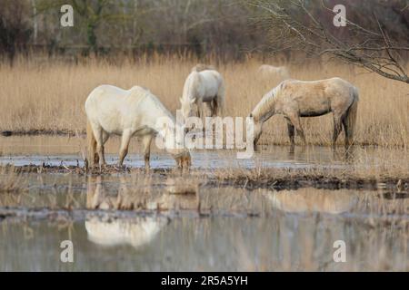 Camargue horse (Equus przewalskii f. caballus), herd in a marsh, Spanien Stock Photo