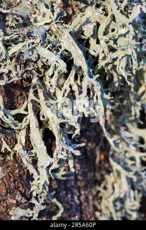 oakmoss (Evernia prunastri), at a birch trunk, Sweden Stock Photo
