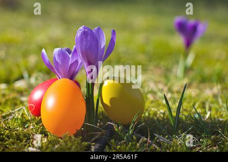 Dutch crocus, spring crocus (Crocus vernus, Crocus neapolitanus), Easter eggs beside violet crocus Stock Photo