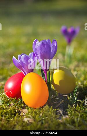Dutch crocus, spring crocus (Crocus vernus, Crocus neapolitanus), Easter eggs beside violet crocus Stock Photo