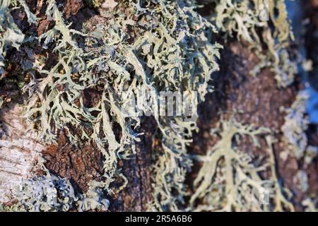 oakmoss (Evernia prunastri), at a birch trunk, Sweden Stock Photo