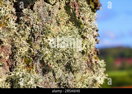 oakmoss (Evernia prunastri), at a birch trunk, Sweden Stock Photo
