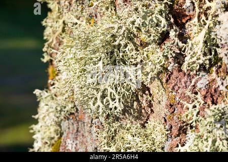 oakmoss (Evernia prunastri), at a birch trunk, Sweden Stock Photo