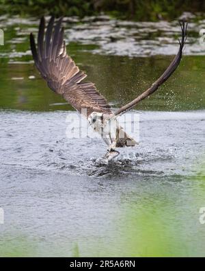 Callander, Trossachs, Scotland, UK. 2nd June, 2023. UK weather: An Osprey catches an early morning breakfast in the Trossachs near Callander. The bird made several unsuccessful attempts at catching a fish from Invicta Trout Farm before this success Credit: Kay Roxby/Alamy Live News Stock Photo