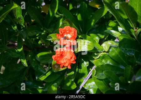 Bee on pomegranate flower in the garden. Punica granatum tree or red pomegranate branch and bright orange, fresh flowers, with yellow stamens. Stock Photo