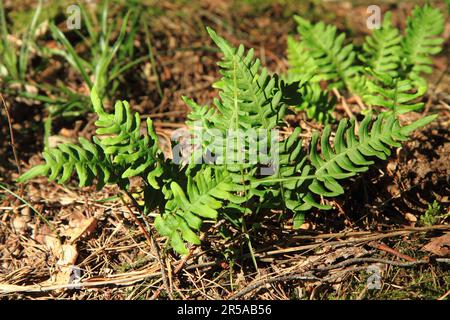 wall fern with edible roots with sweet flawour Stock Photo