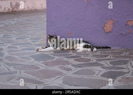 Venice's cats and colorful buildings Stock Photo