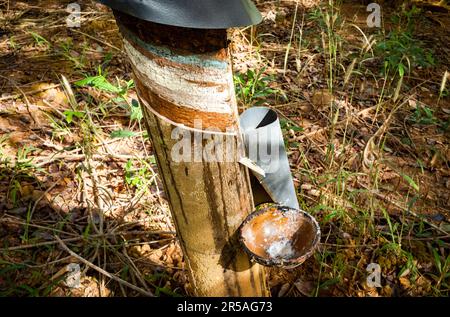 A rubber tree showing cut grooves and a bowl for collecting latex in a rubber plantation in Sa Thay District, Kontum Province, Vietnam. Rubber was int Stock Photo