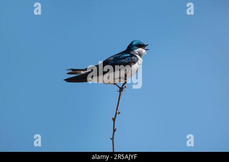 Tree swallow bird Tachycineta bicolor singing while perching on a branch with a blue sky in the background Stock Photo