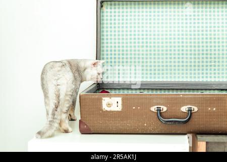 Curious British white cat near an old vintage suitcase. Isolated on white. Stock Photo