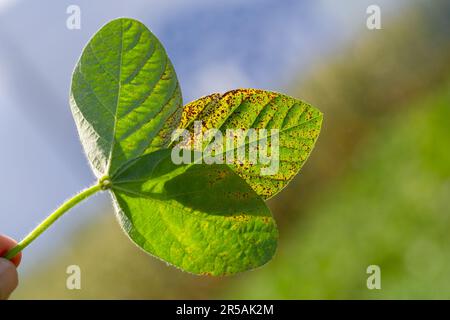 Soybean leaf septoria close-up. A hand holds a soybean leaf to the light Stock Photo