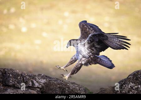 Bonelli's eagle (Aquila fasciata), Andalusia, Spain, Europe Stock Photo