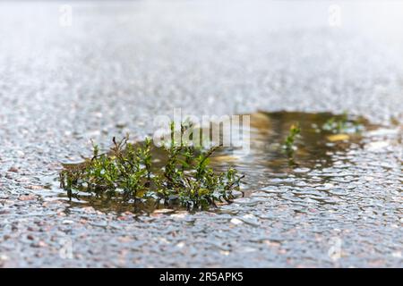 Small green plant grows in a puddle on an asphalt road, abstract urban background photo with selective soft focus Stock Photo