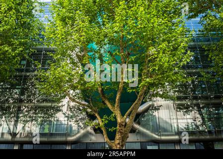 Tree merging with the ARUP Campus Building, Howland Street, Fitzrovia, London, England, UK Stock Photo