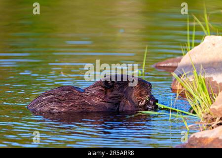 Beaver close-up side view eating aquatic plant in a water stream flow enjoying its environment and habitat surrounding. Stock Photo