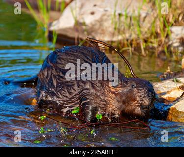Beaver close-up view building a beaver dam in a water stream flow enjoying its environment and habitat surrounding. Stock Photo