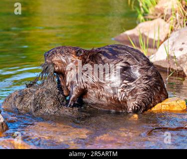 Beaver close-up side view, building a beaver dam for protection, carrying mud with its mouth and fore-paws in its habitat and environment. Stock Photo