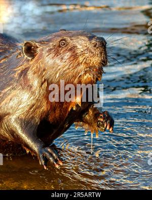 Beaver head close-up view in a water stream flow and enjoying its environment and habitat surrounding.  Head shot. Stock Photo