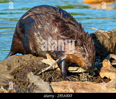 Beaver close-up view building a beaver dam with mud in a water stream flow and enjoying its environment and habitat surrounding. Stock Photo