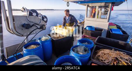 Rerik, Germany. 31st May, 2023. Fisherman Maik Never from Rerik sorts the freshly caught Baltic Sea crabs on his cutter after emptying the cage nets in the Salzhaff. Since time immemorial, the female crabs have been migrating towards the open Baltic Sea to spawn in the Salzhaff between Wismar and Rerik at the beginning of June. It is the only place on the Baltic coast where the crustaceans are still caught today. Especially local gourmets appreciate the fresh Baltic Sea crabs, but their catches are minimal compared to the North Sea. Credit: Jens Büttner/dpa/Alamy Live News Stock Photo