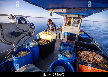 Rerik, Germany. 31st May, 2023. Fisherman Maik Never from Rerik sorts the freshly caught Baltic Sea crabs on his cutter after emptying the cage nets in the Salzhaff. Since time immemorial, the female crabs have been migrating towards the open Baltic Sea to spawn in the Salzhaff between Wismar and Rerik at the beginning of June. It is the only place on the Baltic coast where the crustaceans are still caught today. Especially local gourmets appreciate the fresh Baltic Sea crabs, but their catches are minimal compared to the North Sea. Credit: Jens Büttner/dpa/Alamy Live News Stock Photo