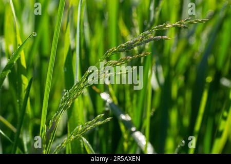 Fresh green grass with dew drops close up. Water driops on the fresh grass after rain. Light morning dew on the green grass. Stock Photo