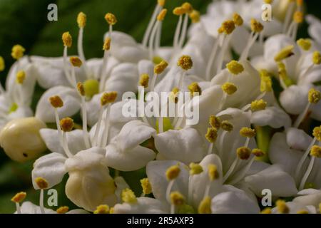 In the spring in the wild blossoms of viburnum, Viburnum lantana. Stock Photo