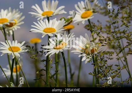 Wild daisy flowers growing on meadow, white chamomiles on blue cloudy sky background. Oxeye daisy, Leucanthemum vulgare, Daisies, Dox-eye, Common dais Stock Photo