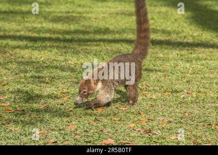 Coatimundi in front of Temple I at Tikal National Park, Petén, Guatemala Stock Photo