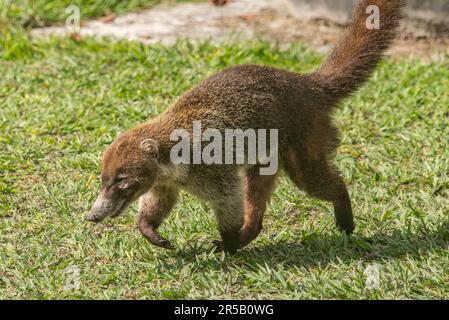 Coatimundi in front of Temple I at Tikal National Park, Petén, Guatemala Stock Photo