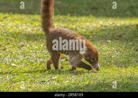 Coatimundi in front of Temple I at Tikal National Park, Petén, Guatemala Stock Photo