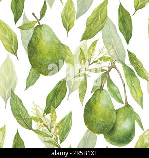 Watercolor seamless pattern with illustration of appetizing green hass avocados and leaves and flowers on white background. Stock Photo