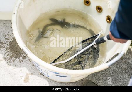 WERKENDAM - Sturgeons in a tank prior to release into the water of De Biesbosch National Park. The release and tracking of the tagged animals is an important step in exploring the possibility of the reintroduction of this fish species. ANP JEROEN JUMELET netherlands out - belgium out Stock Photo