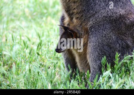 A closeup shot of a baby wallaby in its mother's pouch. Stock Photo