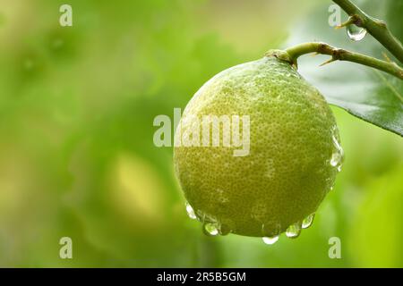 Fresh unripe lemon with leaves and water drop. Side view. High resolution photo. Stock Photo