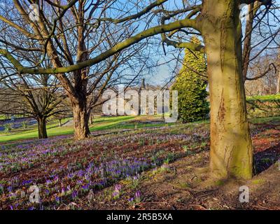 UK, Leeds, Kirkstall Abbey, Crocuses and Trees in the grounds of Abbey House Museum. Stock Photo