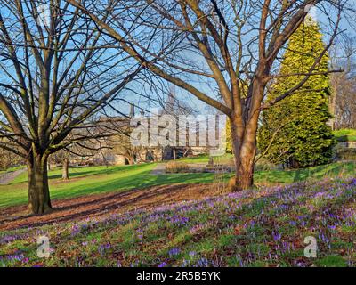 UK, Leeds, Kirkstall Abbey, Crocuses and Trees in the grounds of Abbey House Museum. Stock Photo