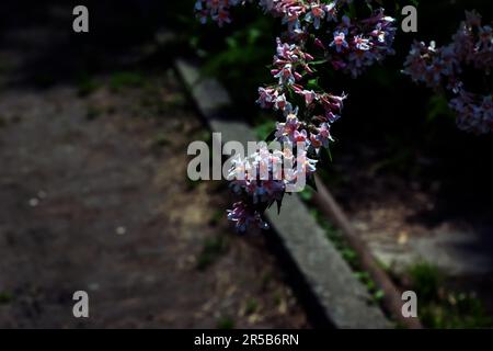 Kolkwitzia amabilis pink blossoming beauty bush, close up. Linnaea amabilis rose flowers in garden, closeup. Light pink flowering plant in park. Stock Photo