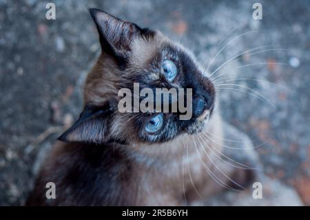 Mixed breed cat looking at the camera Stock Photo