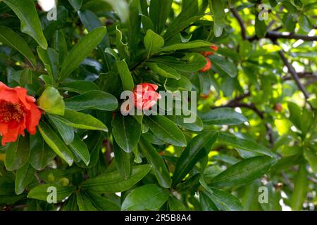 Pomegranate flowers in the garden. Punica granatum tree or red pomegranate branch and bright orange, fresh flowers, with yellow stamens. Stock Photo