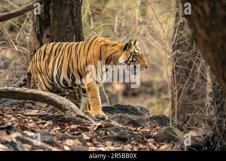 Bengal tiger stands staring in dark forest Stock Photo