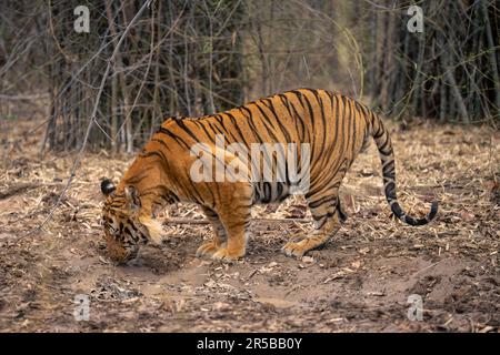 Bengal tiger stands sniffing ground in forest Stock Photo