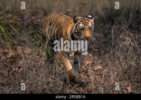 Bengal tiger walks through grass towards camera Stock Photo