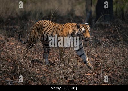 Bengal tiger walks through grass in forest Stock Photo